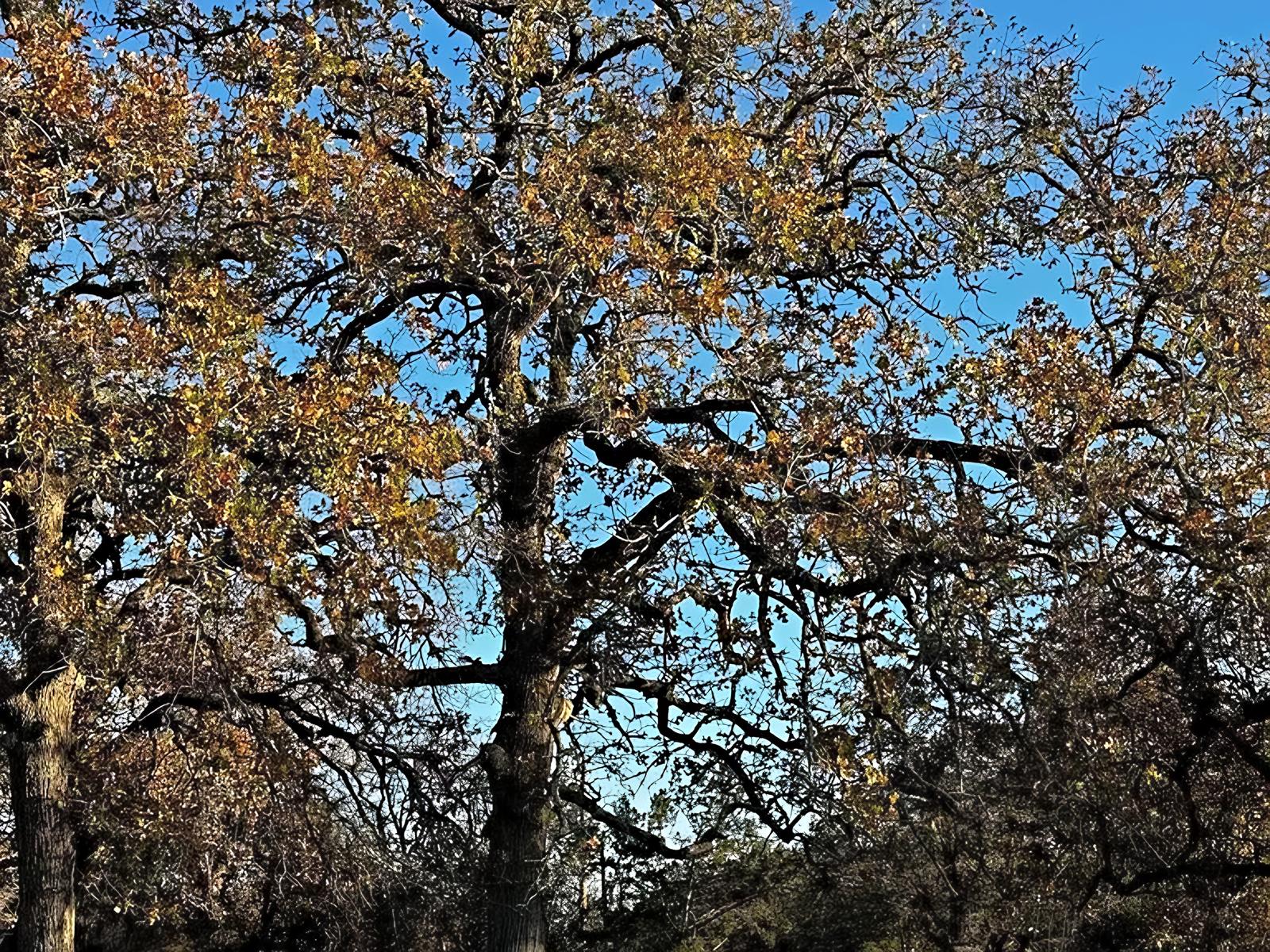 Looking up into the wide canopy of a mature Texas oak against blue sky